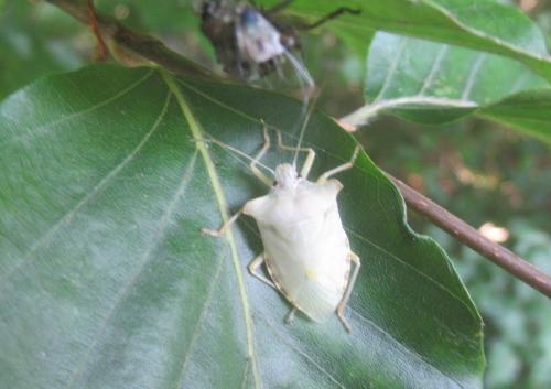 Pentatoma rufipes